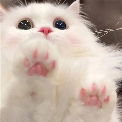 2023让铲屎官疯狂心动的小猫头像 你哄我的时候我就觉得你特别爱我