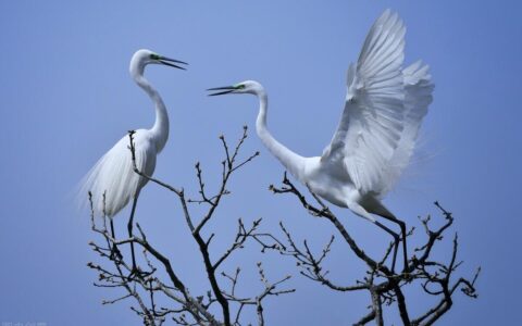 赞美母亲伟大的诗句小学（孟郊白居易王安石10首写母亲的经典诗词）
