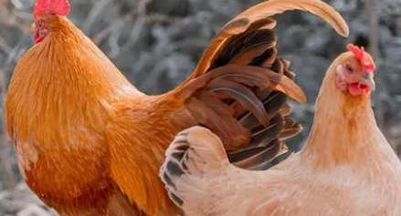 老古话说的&ldquo;家有5声叫，不是好兆头&rdquo;是什么意思？