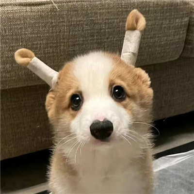 可爱洒脱的情头头像超萌 晚风吹人醒万事藏于心