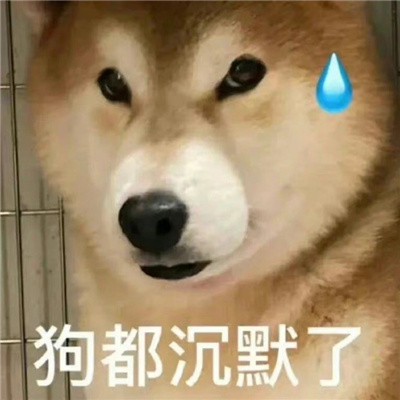 超喜欢的超好用的表情 狗都沉默了
