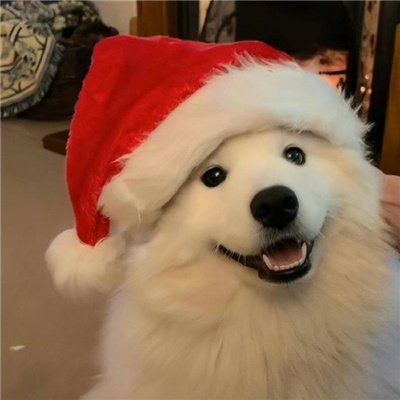 2024圣诞节氛围感的超萌的小狗头像 &#8203;这个圣诞节爱才是最好的礼物