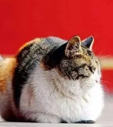 朱元璋与猫的不解之缘：百猫坊的由来