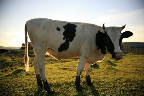 只能食用的十种家畜家禽(许多大人小孩都不知道)