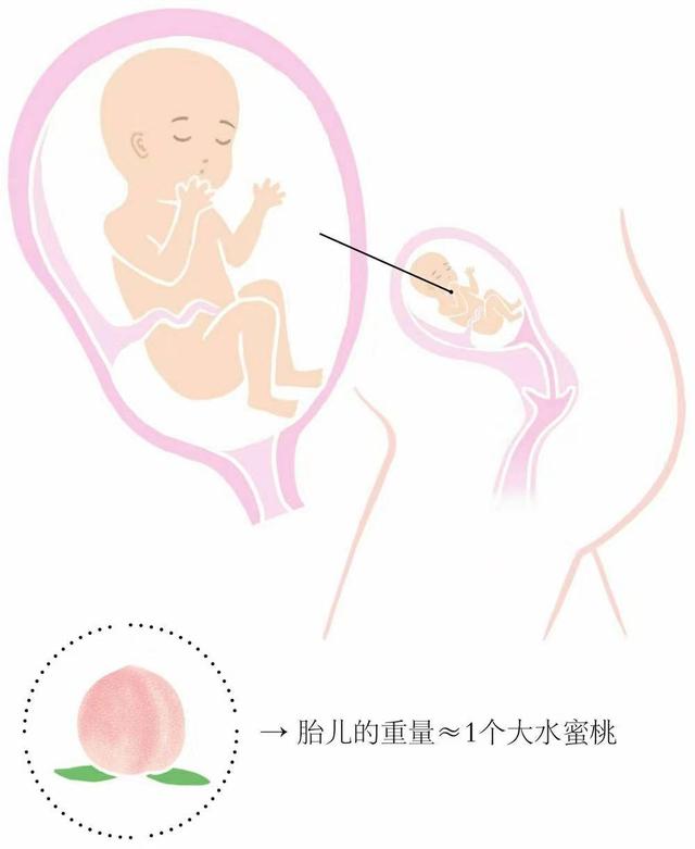 胎儿到六个月一周能长多大(胎儿6个月是什么样)