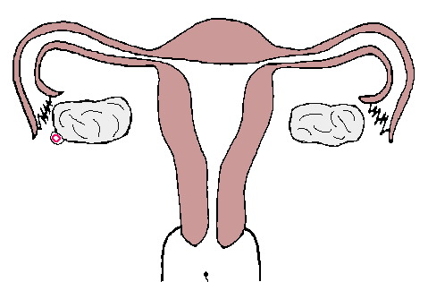 只有一侧的输卵管怀孕会不会很难（只剩一侧输卵管）