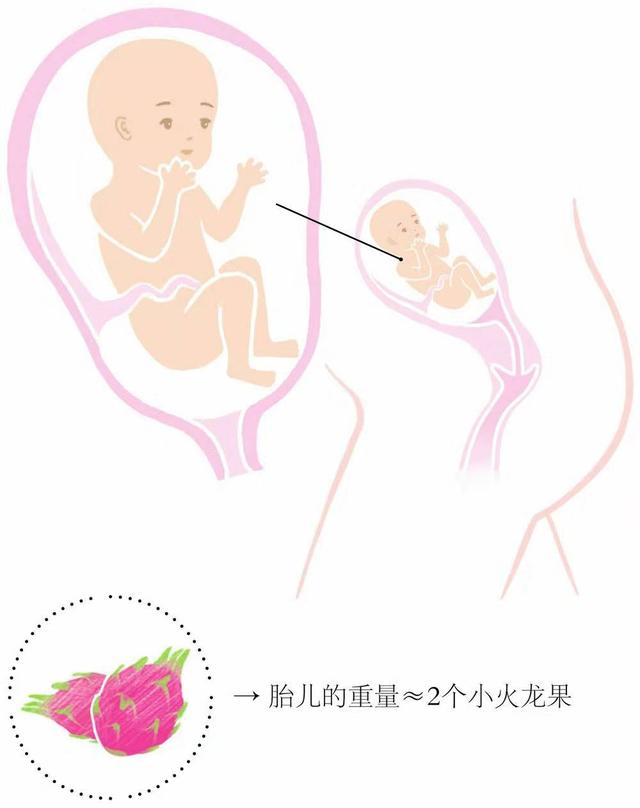 胎儿到六个月一周能长多大(胎儿6个月是什么样)