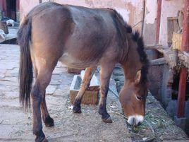 只能食用的十种家畜家禽(许多大人小孩都不知道)