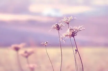 新月派诗歌的三美是什么？排列顺序是什么样的？