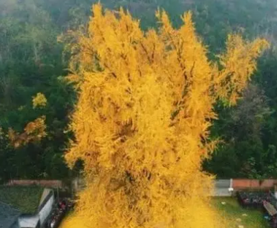 银杏树和李世民之间有什么故事？发生了什么?